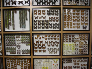 Butterfly Museum
